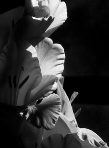 gladiolus dramaticus