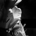 gladiolus_dramaticus.jpg